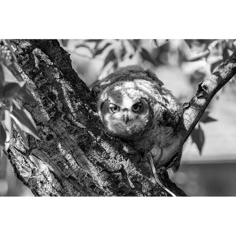 Fledged Great Horned Owl Chick, Yellowstone National Park White Modern Wood Framed Art Print by Frank, Jacob W.