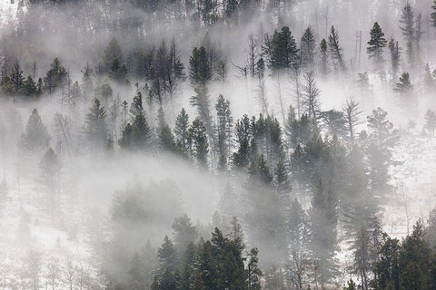 Fog in Lamar Valley, Yellowstone National Park White Modern Wood Framed Art Print with Double Matting by The Yellowstone Collection