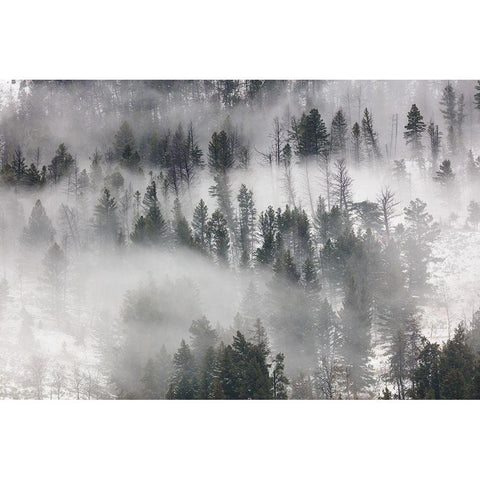 Fog in Lamar Valley, Yellowstone National Park White Modern Wood Framed Art Print by The Yellowstone Collection