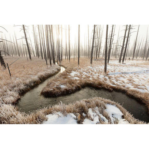 Foggy Morning at Tangled Creek, Yellowstone National Park Black Modern Wood Framed Art Print with Double Matting by The Yellowstone Collection