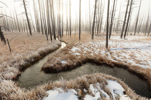 Foggy Morning at Tangled Creek, Yellowstone National Park White Modern Wood Framed Art Print with Double Matting by The Yellowstone Collection