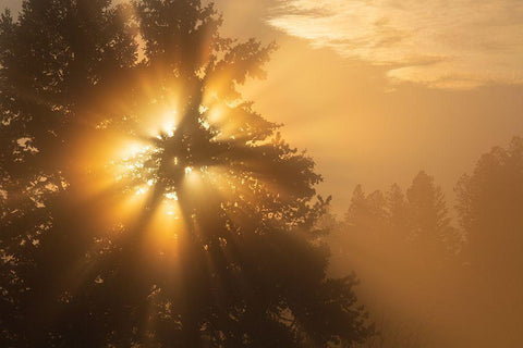 Foggy Sunrise, Blacktail Deer Plateau, Yellowstone National Park White Modern Wood Framed Art Print with Double Matting by The Yellowstone Collection