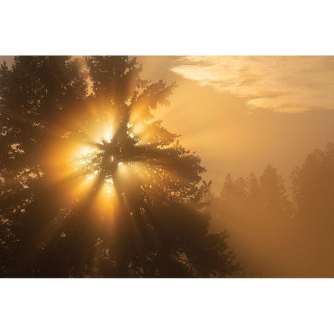 Foggy Sunrise, Blacktail Deer Plateau, Yellowstone National Park Gold Ornate Wood Framed Art Print with Double Matting by The Yellowstone Collection