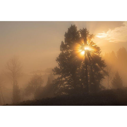 Foggy Sunrise, Blacktail Deer Plateau, Yellowstone National Park Gold Ornate Wood Framed Art Print with Double Matting by The Yellowstone Collection