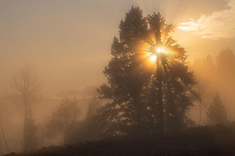 Foggy Sunrise, Blacktail Deer Plateau, Yellowstone National Park White Modern Wood Framed Art Print with Double Matting by The Yellowstone Collection