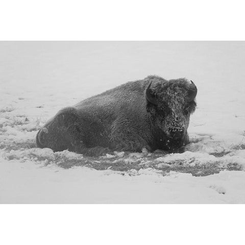 Frost-covered Bison near Roaring Mountain, Yellowstone National Park Black Modern Wood Framed Art Print with Double Matting by Frank, Jacob W.