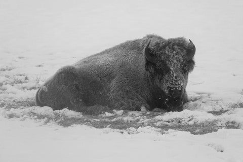 Frost-covered Bison near Roaring Mountain, Yellowstone National Park Black Ornate Wood Framed Art Print with Double Matting by Frank, Jacob W.