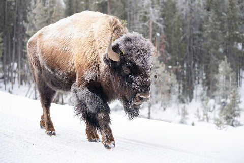 Frost-covered Bison near Frying Pan Spring, Yellowstone National Park Black Ornate Wood Framed Art Print with Double Matting by The Yellowstone Collection