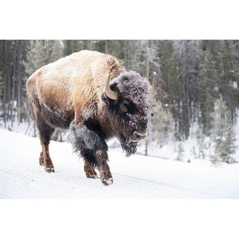 Frost-covered Bison near Frying Pan Spring, Yellowstone National Park White Modern Wood Framed Art Print by The Yellowstone Collection