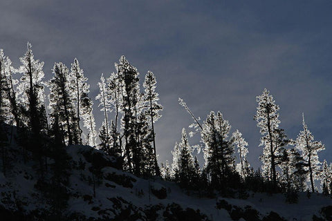 Frosted Trees in Gibbon Canyon, Yellowstone National Park White Modern Wood Framed Art Print with Double Matting by Peaco, Jim