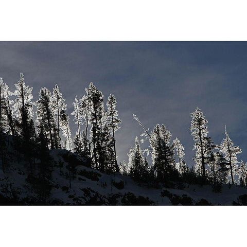 Frosted Trees in Gibbon Canyon, Yellowstone National Park White Modern Wood Framed Art Print by Peaco, Jim