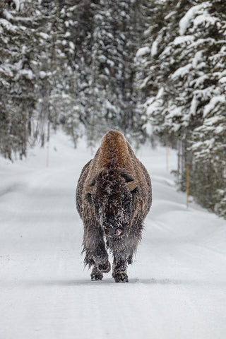 Frosty Bull Bison near Fishing Bridge, Yellowstone National Park Black Ornate Wood Framed Art Print with Double Matting by The Yellowstone Collection
