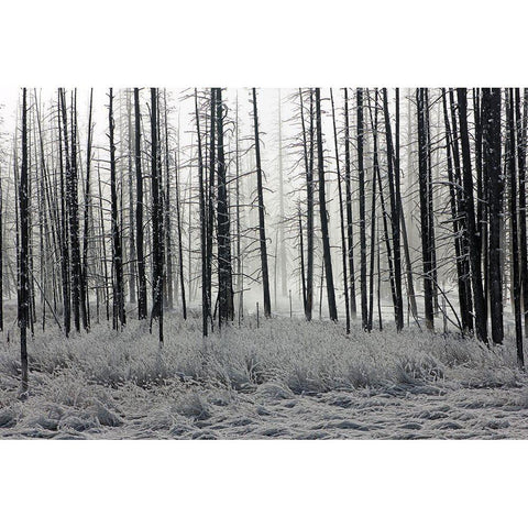 Frosty Morning in the Lower Geyser Basin, Yellowstone National Park Gold Ornate Wood Framed Art Print with Double Matting by The Yellowstone Collection