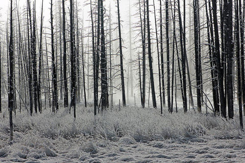 Frosty Morning in the Lower Geyser Basin, Yellowstone National Park Black Ornate Wood Framed Art Print with Double Matting by The Yellowstone Collection