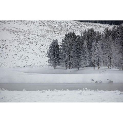 Frosty Trees in Hayden Valley, Yellowstone National Park Black Modern Wood Framed Art Print with Double Matting by The Yellowstone Collection