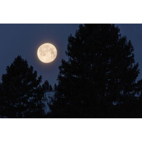 Full Moon sets Over Sepulcher Mountain, Yellowstone National Park Gold Ornate Wood Framed Art Print with Double Matting by The Yellowstone Collection