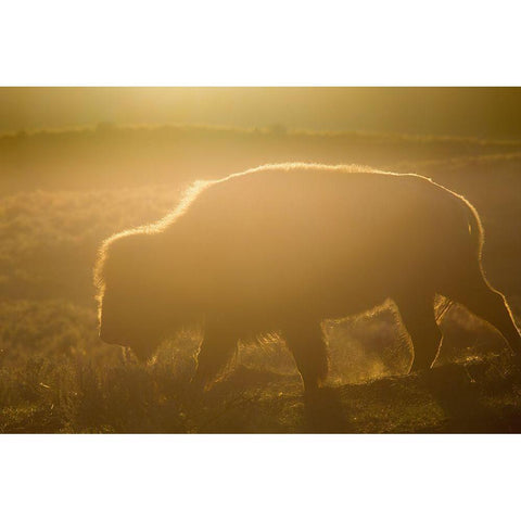 Golden hour in Lamar Valley, Yellowstone National Park Gold Ornate Wood Framed Art Print with Double Matting by The Yellowstone Collection