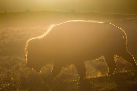 Golden hour in Lamar Valley, Yellowstone National Park Black Ornate Wood Framed Art Print with Double Matting by The Yellowstone Collection