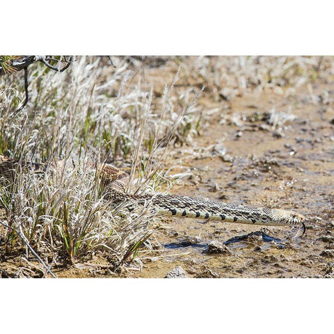 Gopher snake, Mammoth Hot Springs, Yellowstone National Park Black Modern Wood Framed Art Print with Double Matting by The Yellowstone Collection