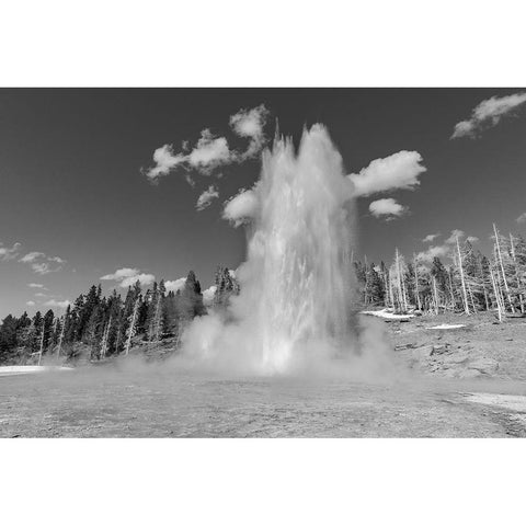 Grand Geyser Eruption, Yellowstone National Park White Modern Wood Framed Art Print by The Yellowstone Collection