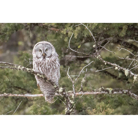 Great Gray Owl, Yellowstone National Park Black Modern Wood Framed Art Print with Double Matting by Peaco, Jim