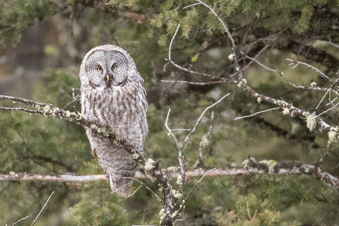 Great Gray Owl, Yellowstone National Park White Modern Wood Framed Art Print with Double Matting by Peaco, Jim