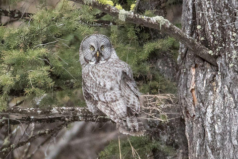 Great Gray Owl, Yellowstone National Park Black Ornate Wood Framed Art Print with Double Matting by Peaco, Jim