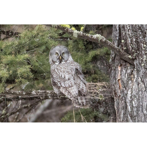 Great Gray Owl, Yellowstone National Park Black Modern Wood Framed Art Print with Double Matting by Peaco, Jim