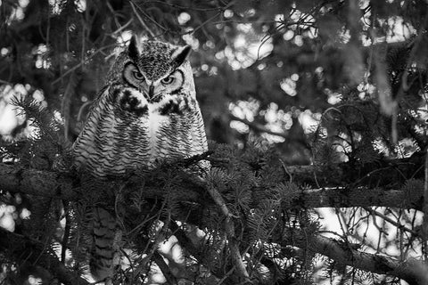 Great Horned Owl at Mammoth, Yellowstone National Park Black Ornate Wood Framed Art Print with Double Matting by Herbert, Neal