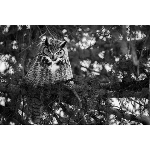 Great Horned Owl at Mammoth, Yellowstone National Park Black Modern Wood Framed Art Print with Double Matting by Herbert, Neal