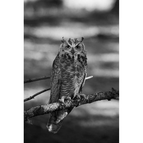 Great Horned Owl, Yellowstone National Park Black Modern Wood Framed Art Print with Double Matting by Herbert, Neal