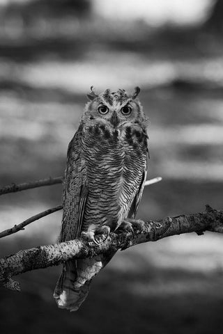 Great Horned Owl, Yellowstone National Park Black Ornate Wood Framed Art Print with Double Matting by Herbert, Neal