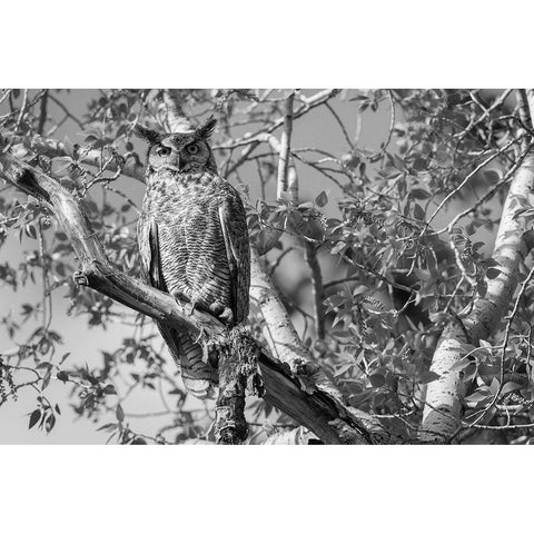 Great Horned Owl, Yellowstone National Park White Modern Wood Framed Art Print by Herbert, Neal