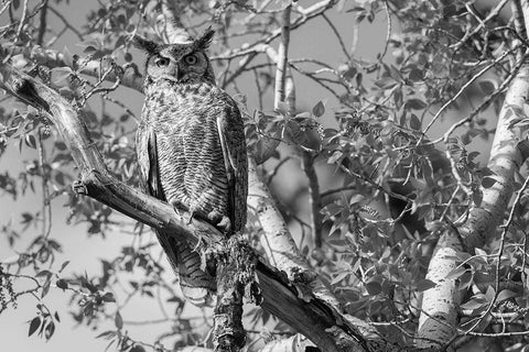 Great Horned Owl, Yellowstone National Park Black Ornate Wood Framed Art Print with Double Matting by Herbert, Neal