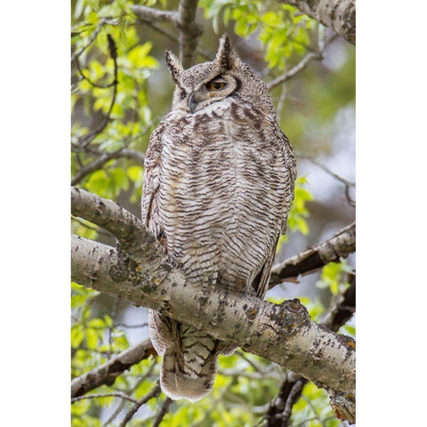 Great Horned Owl in Mammoth Hot Springs, Yellowstone National Park White Modern Wood Framed Art Print by Peaco, Jim
