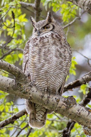 Great Horned Owl in Mammoth Hot Springs, Yellowstone National Park White Modern Wood Framed Art Print with Double Matting by Peaco, Jim