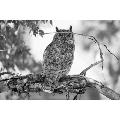 Great Horned Owl in Fort Yellowstone, Yellowstone National Park White Modern Wood Framed Art Print by The Yellowstone Collection