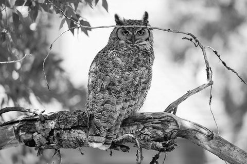 Great Horned Owl in Fort Yellowstone, Yellowstone National Park Black Ornate Wood Framed Art Print with Double Matting by The Yellowstone Collection