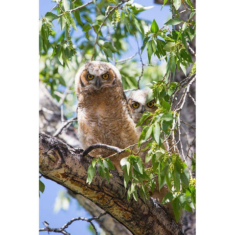 Great Horned Owlets, Mammoth Hot Springs, Yellowstone National Park Black Modern Wood Framed Art Print with Double Matting by The Yellowstone Collection