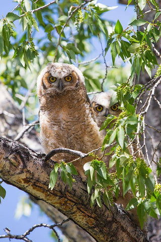 Great Horned Owlets, Mammoth Hot Springs, Yellowstone National Park White Modern Wood Framed Art Print with Double Matting by The Yellowstone Collection