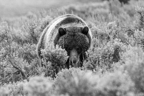 Grizzly Bear at Soda Butte Creek, Yellowstone National Park White Modern Wood Framed Art Print with Double Matting by Peaco, Jim