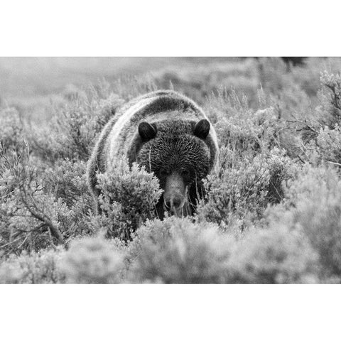 Grizzly Bear at Soda Butte Creek, Yellowstone National Park Gold Ornate Wood Framed Art Print with Double Matting by Peaco, Jim