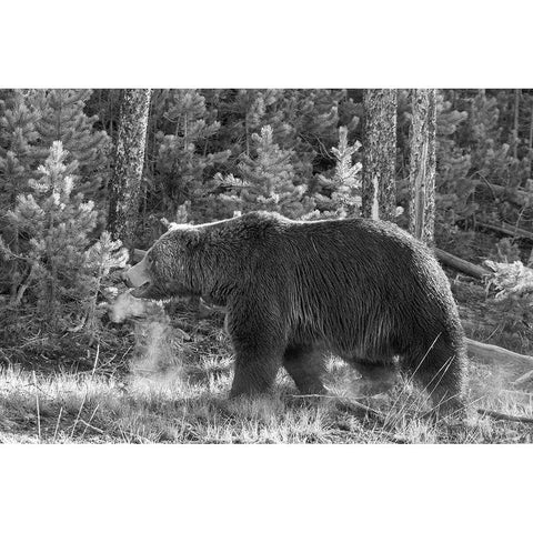 Grizzly Bear, Yellowstone National Park White Modern Wood Framed Art Print by Peaco, Jim