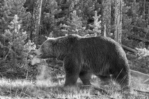 Grizzly Bear, Yellowstone National Park White Modern Wood Framed Art Print with Double Matting by Peaco, Jim