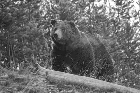 Grizzly Bear, Yellowstone National Park Black Ornate Wood Framed Art Print with Double Matting by Peaco, Jim