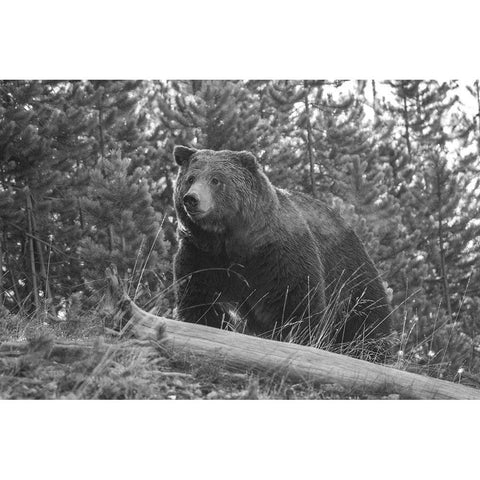 Grizzly Bear, Yellowstone National Park White Modern Wood Framed Art Print by Peaco, Jim