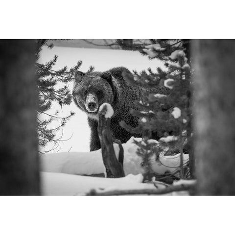 Grizzly Bear near Canyon, Yellowstone National Park White Modern Wood Framed Art Print by Herbert, Neal