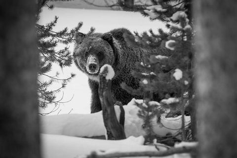 Grizzly Bear near Canyon, Yellowstone National Park White Modern Wood Framed Art Print with Double Matting by Herbert, Neal