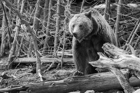 Grizzly Bear near Frying Pan Spring, Yellowstone National Park White Modern Wood Framed Art Print with Double Matting by Peaco, Jim