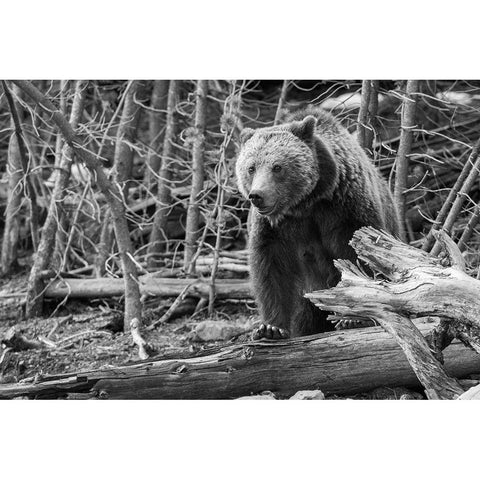 Grizzly Bear near Frying Pan Spring, Yellowstone National Park Black Modern Wood Framed Art Print with Double Matting by Peaco, Jim